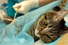 Кастрация (стерилизация) кошки